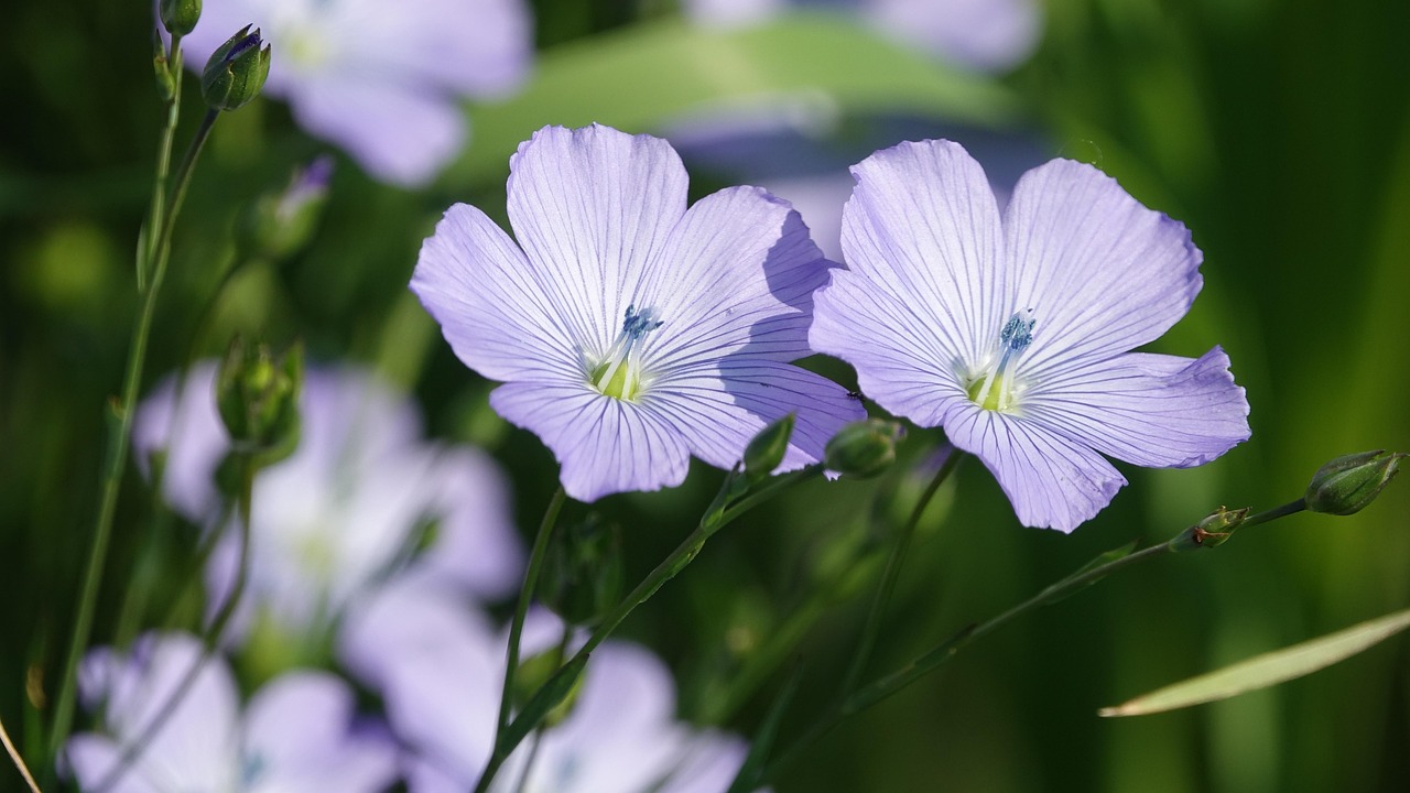 fleur-de-lin, nature, spring, culture-3380677.jpg